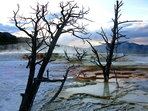 Mammoth Hot Springs 5 Dead trees admist a threatening Mammoth Hot Springs landscape make for a dramatic view. Landscapes,Wyoming,Yellowstone National Park