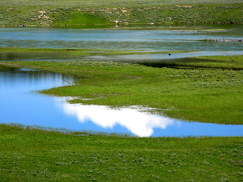 Yellowstone Meadow Reflection Reflection of a bright blue sky in the waters of a meadow at Yellowstone. Landscapes,Wyoming,Yellowstone National Park