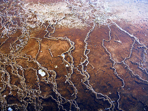 Mineral Scalloping Beautiful orange mineral formation with vain-like cracks in them. Found at Yellowstone. Landscapes,Wyoming,Yellowstone National Park