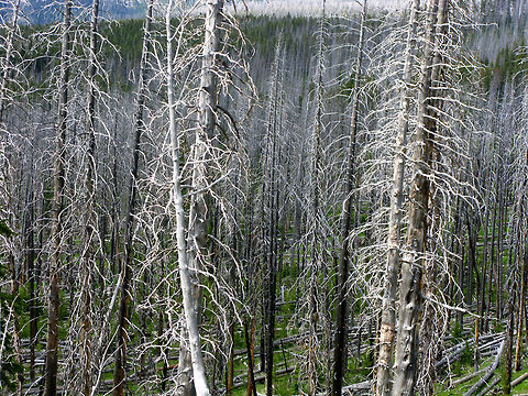 Dead trees, Remnants of the Big Burn The Big Burn was a fire in 1998 that did major damage to this part of Yellowstone, yet it is recovering. Landscapes,Wyoming,Yellowstone National Park