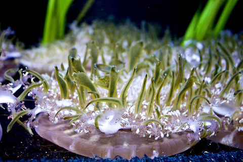 Mystic Aquarium 2 Upside-down jellyfish - Cassiopea sp. Mystic Aquarium,jellyfish