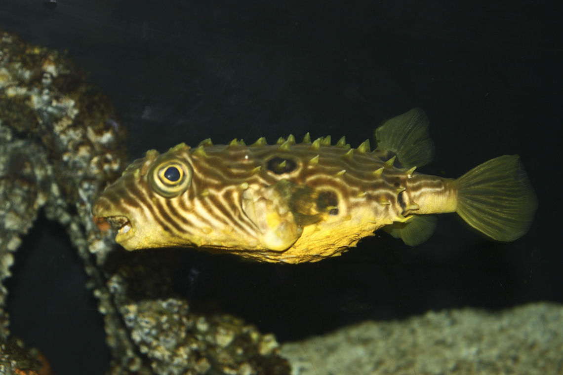 Mystic Aquarium 3 Just can't remember the name.. Chilomycterus schoepfi,Fish,Mystic Aquarium,Puffer Fish,Striped burrfish
