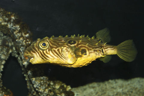 Mystic Aquarium 3 Just can't remember the name.. Chilomycterus schoepfi,Fish,Mystic Aquarium,Puffer Fish,Striped burrfish