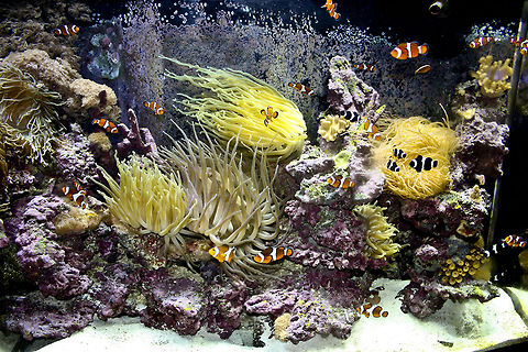 Mystic Aquarium Aquarium view at the Mystic Aquarium. Amphiprion ocellaris,Aquariums,Fish,Mystic Aquarium,Ocellaris Clownfish