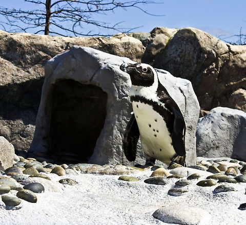 Penguin (Mystic Aquarium) Penguin at the Mystic Aquarium. African Penguin,Geotagged,Mystic Aquarium,Penguins,Spheniscidae,Spheniscus demersus,Summer,United States