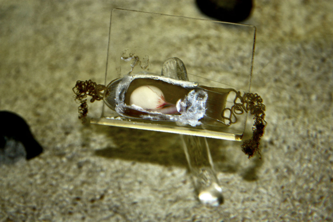 Shark Embryo (Mystic Aquarium) The embryo of a shark can be observed at Mystic Aquarium. Embryo,Fish,Mystic Aquarium,Sharks