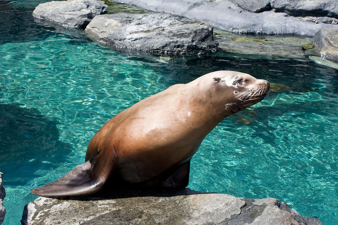 Sea Lion (Mystic Aquarium) A curious Sea Lion crawls out of the water at Mystic Aquarium. California sea lion,Mystic Aquarium,Sea Lion,Zalophus californianus