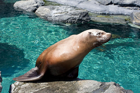 Sea Lion (Mystic Aquarium) A curious Sea Lion crawls out of the water at Mystic Aquarium. California sea lion,Mystic Aquarium,Sea Lion,Zalophus californianus