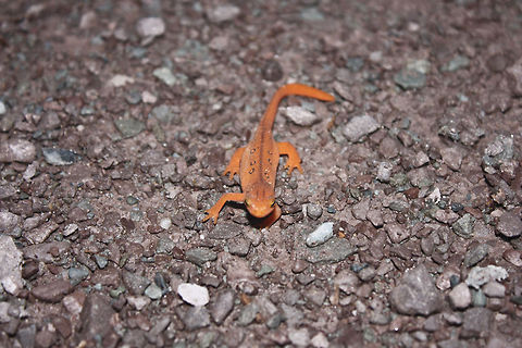 Orange Salamander 2 Salamander - Ricketts Glen, PA Amphibians,Eastern newt,Notophthalmus viridescens,Salamander,red eft,red-spotted newt