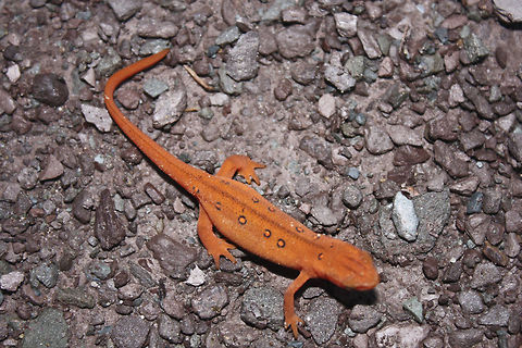 Orange Salamander Salamander - Ricketts Glen, PA Amphibians,Eastern newt,Notophthalmus viridescens,Salamander,red eft,red-spotted newt