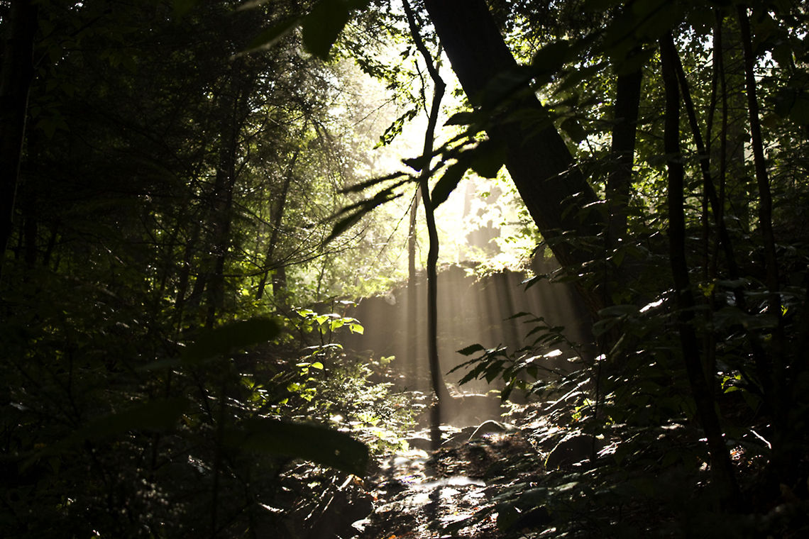Ricketts Glen  Forest capture at Ricketts Glen. Forest