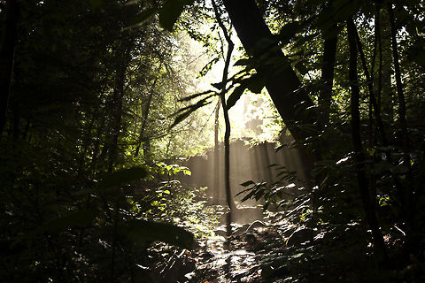Ricketts Glen  Forest capture at Ricketts Glen. Forest