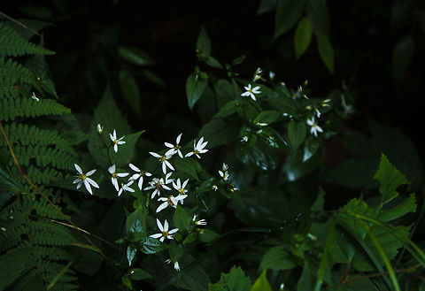 Ricketts Glen Flora Beautiful white flowers captured at Ricketts Glen Flora. Flora,Wildflowers