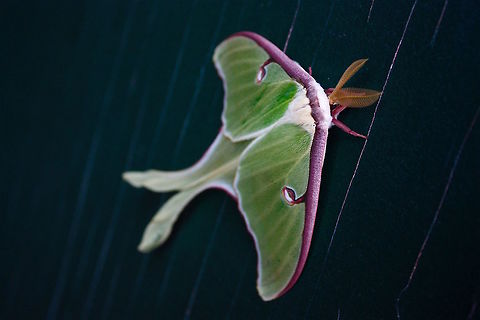 Luna Moth Taken on my front doorway the other morning, in Great Barrington, MA Actias luna,Luna Moth