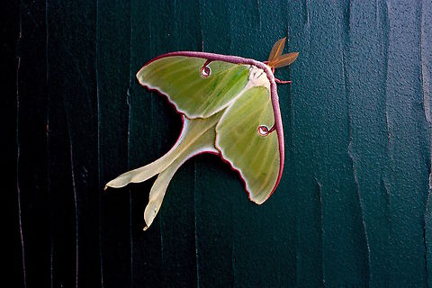 Luna Moth Taken on my front doorway the other morning, in Great Barrington, MA Actias luna,Luna Moth