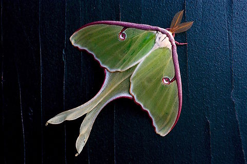 Luna Moth Taken on my front doorway the other morning, in Great Barrington, MA Actias luna,Luna Moth