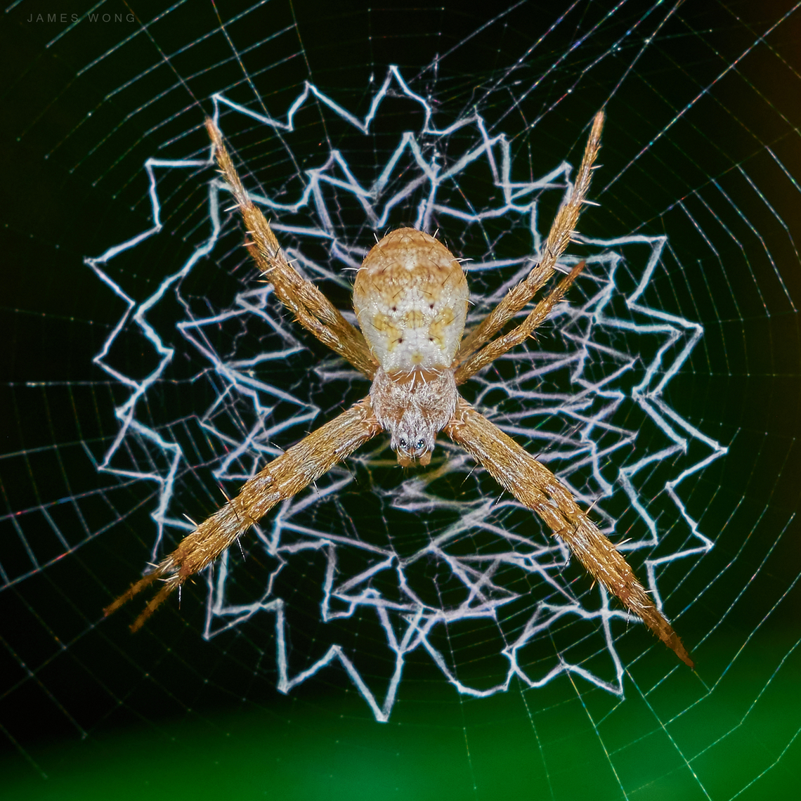 St Andrew Cross Spider Argiope keyserlingi A St Andrew Cross Spider I found in a park near the city center of Kuala Lumpur, Malaysia. I guess it was still a juvenile as the pattern on its back is not yet obvious. Geotagged,Malaysia