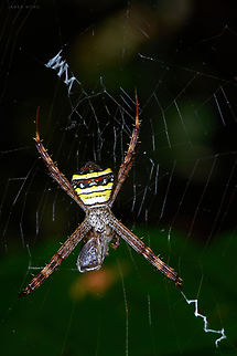 Argiope Species "Cross spider" that I can found at the park I usually go for macro shooting. Busy with its prey, it left the web decoration uncompleted. It is actually this guy that make me thought my previous upload is a juvenile of St Andrew Cross Spider cause this guy looks like one and that juvenile are very similar to it for body parts above abdomen and face, though web decorations are different. Perhaps adult and juvenile make different type of decoration patterns? Argiope versicolor,Geotagged,Malaysia,Multi-coloured Saint Andrew's Cross Spider