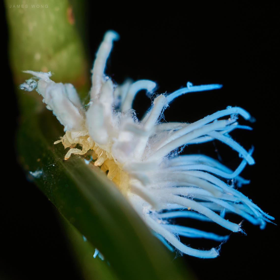 Planthopper nymph This tiny bug looks like a small white flower that dropped on leaf. When disturbed, say, tab the leaf lightly then it will start moving. Diameter about one cm. Easily spotted at the area. Took me like an hour and hundreds of shots to finally got one with the bottom part i.e. the insect part of it with acceptable clear focus. I believe this is a nymph of planthopper, maybe Citrus Flatid Planthopper (Metcalfa pruinosa) cause they are frequently spotted at the same area. Geotagged,Malaysia,nymph,planthopper