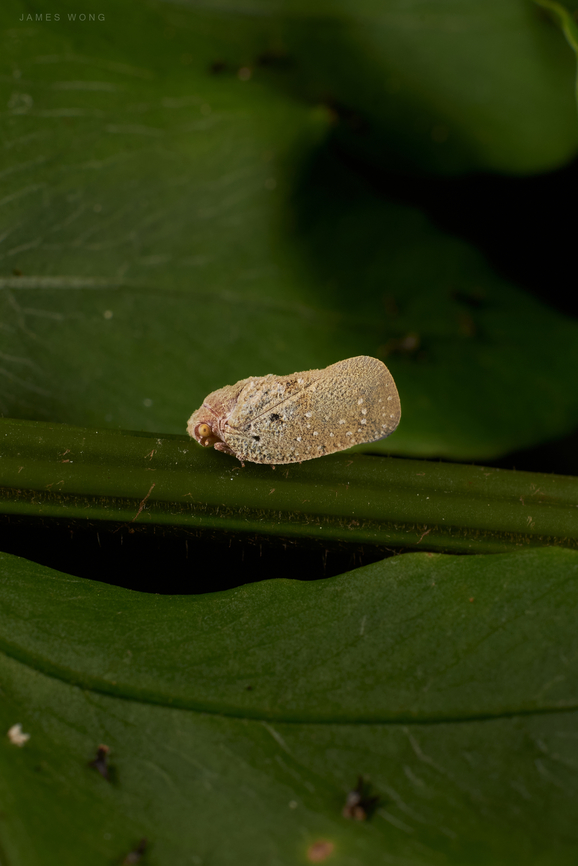 Flatid Planthopper The species I used to thought is a Citrus Flatid Planthopper (Metcalfa pruinosa), that&#039;s because those white dots, a few black patches at its sides, generally grey brownish color, as well as the yellow eyes. Now I understand that Citrus planthopper is not exist in this part of the world. I searched with only the genus name Metcalfa, all results go to Metcalfa pruinosa. I can only mention Flatidae at the moment. Some body shed some lights please? (That&#039;s another type with longer legs, overall grey white body that can be found at the same area) Flatid Planthopper,Flatidae,Geotagged,Malaysia