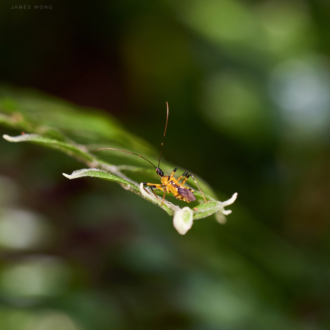 Yellow Assassin Bug Cosmolestes picticeps  Cosmolestes picticeps,Geotagged,Malaysia