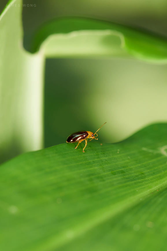 Protea Flea Beetle Chirodica genus  Geotagged,Malaysia