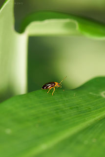 Protea Flea Beetle Chirodica genus  Geotagged,Malaysia
