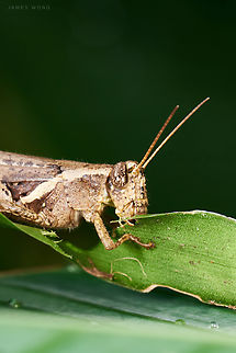 Rufous Legged Grasshopper Xenocatantops humilis  Geotagged,Malaysia,Xenocatantops humilis