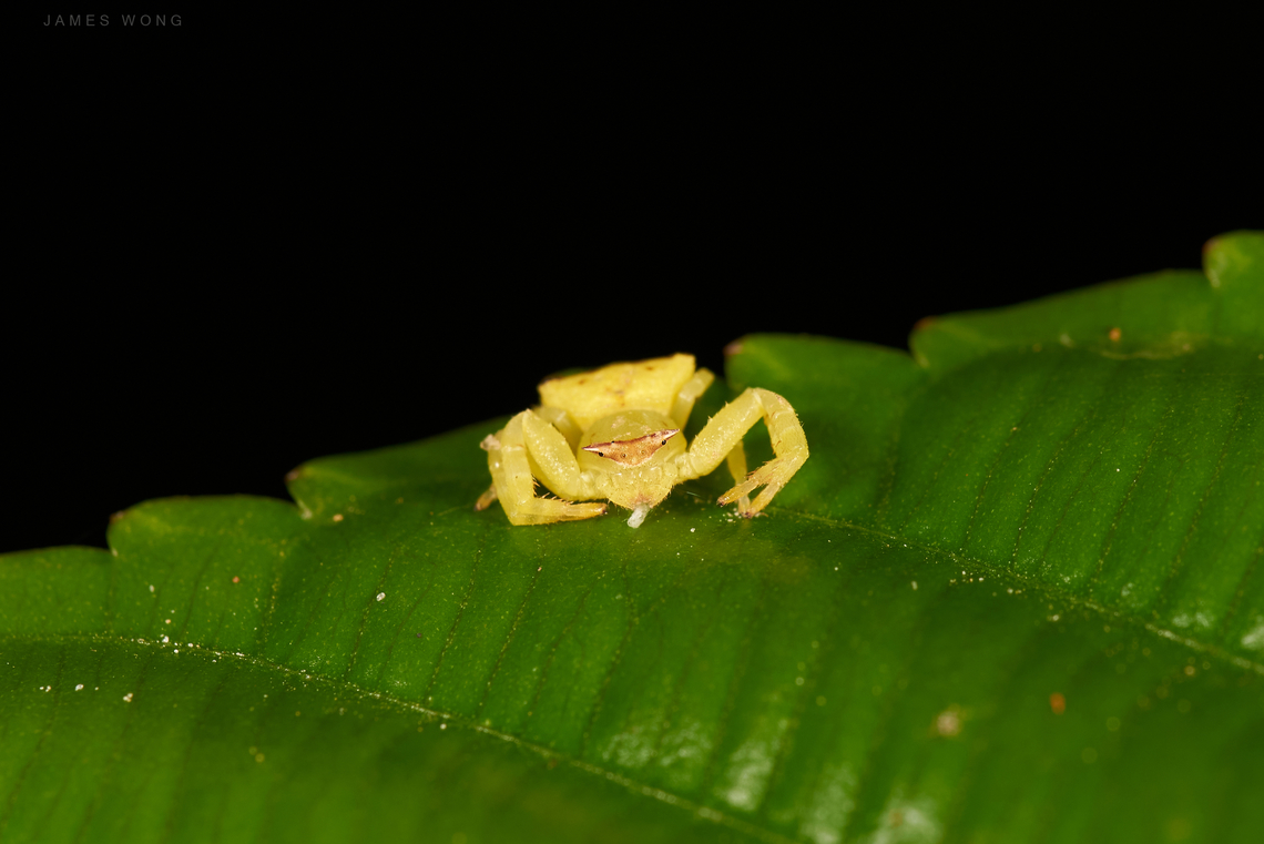 Masked Crab Spider Thomisus labefactus  Geotagged,Malaysia,Masked Crab Spider,Thomisus labefactus