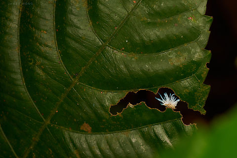 Planthopper nymph 2  Geotagged,Malaysia