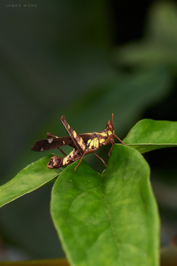 Grasshopper Erianthella formosana  Erianthella formosana,Geotagged,Malaysia