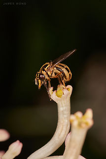unknown fly The closet I can find is Striped Bromeliad Fly (Copestylum vittatum), still far. Geotagged,Graptomyza,Malaysia,hoverfly