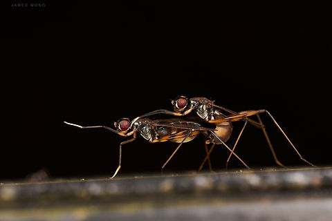 Stilt Legged Fly Mimegralla albimana There's nothing but us. Geotagged,Malaysia