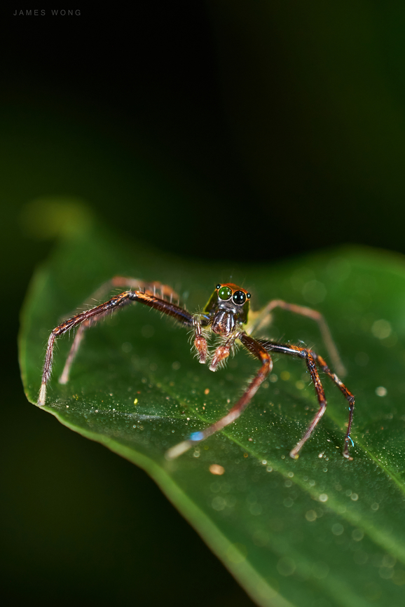 Yellow Lined Epeus Spider Epeus flavobilineatus Staring at me on a leaf, one (and only one) eye turned to green due to reflection, looks kinna cyber punk. Epeus flavobilineatus,Geotagged,Malaysia,Yellow-lined Epeus Spider