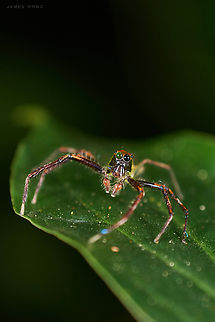 Yellow Lined Epeus Spider Epeus flavobilineatus Staring at me on a leaf, one (and only one) eye turned to green due to reflection, looks kinna cyber punk. Epeus flavobilineatus,Geotagged,Malaysia,Yellow-lined Epeus Spider