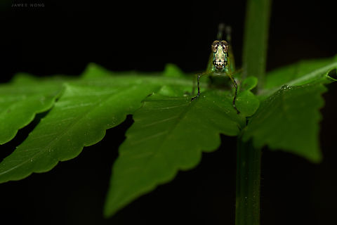 Innocent Grasshopper Erianthella formosana interesting facial expression with innocent eyes. Glad the fine adjustment of flash made it. Erianthella formosana,Geotagged,Grasshopper,Malaysia