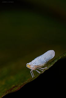 Derbid Planthopper Based on the longer legs and eye ball shape, I guess it is Derbidae. Derbidae,Geotagged,Malaysia