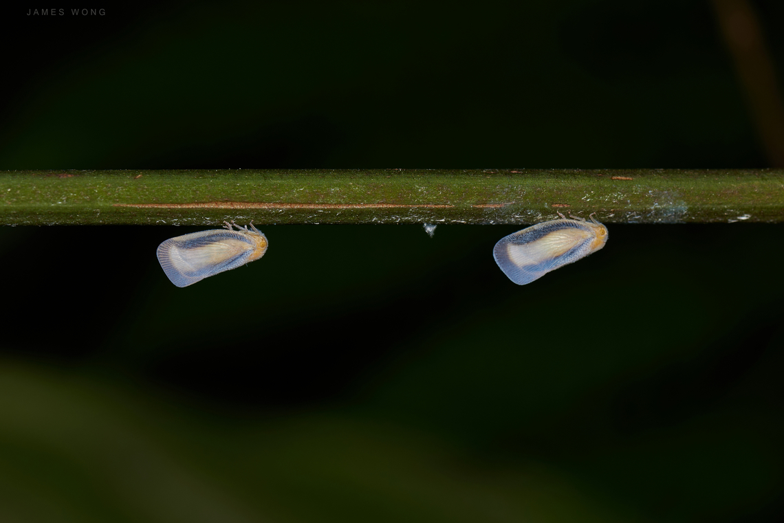 Couple of Flatid Planthopper The distance between them was a bit too far and less attractive composition it made.  Flatidae,Geotagged,Malaysia,Taparella amata
