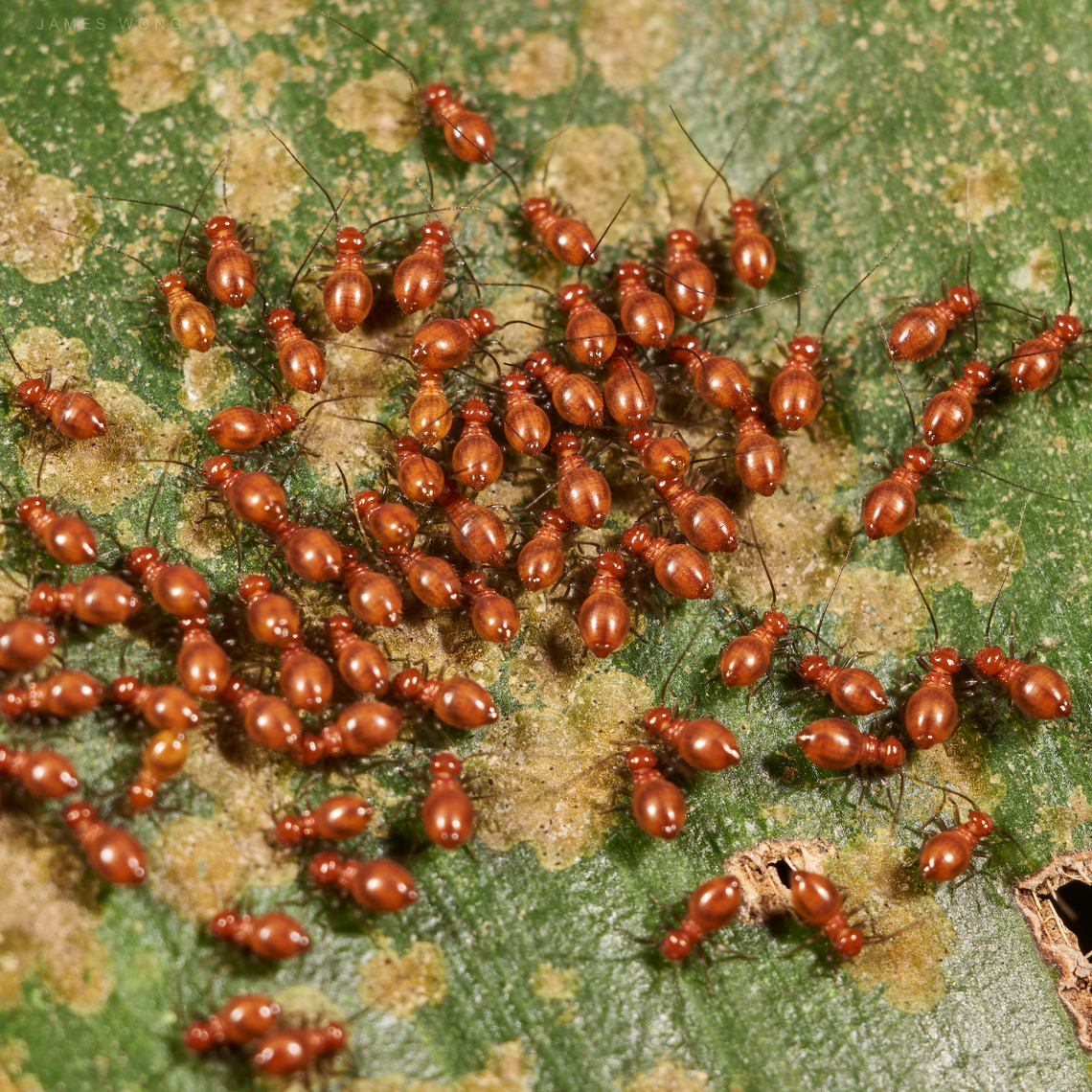 Newly born Suspected to be nymph of leaf footed bug, perhaps Mictis longicornis which is regularly seems at the same area. Geotagged,Malaysia,nymph