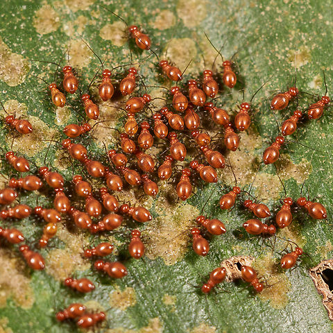Newly born Suspected to be nymph of leaf footed bug, perhaps Mictis longicornis which is regularly seems at the same area. Geotagged,Malaysia,nymph