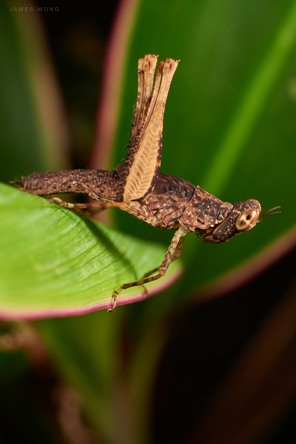 Monkey Grasshopper Erianthus sp Looks like a juvenile Geotagged,Malaysia,erianthus