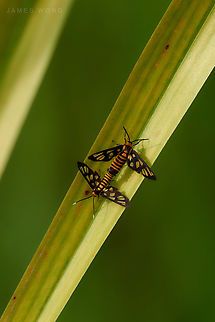 Mating Hubner Wasp Moth Spotted during birding, on a 500m lens. Amata huebneri,Geotagged,Malaysia,amata hubneri