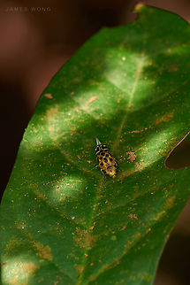 Tumbling Flower Beetle Glipa malaccana  Geotagged,Glipa malaccana,Malaysia,Tumbling Flower Beetle