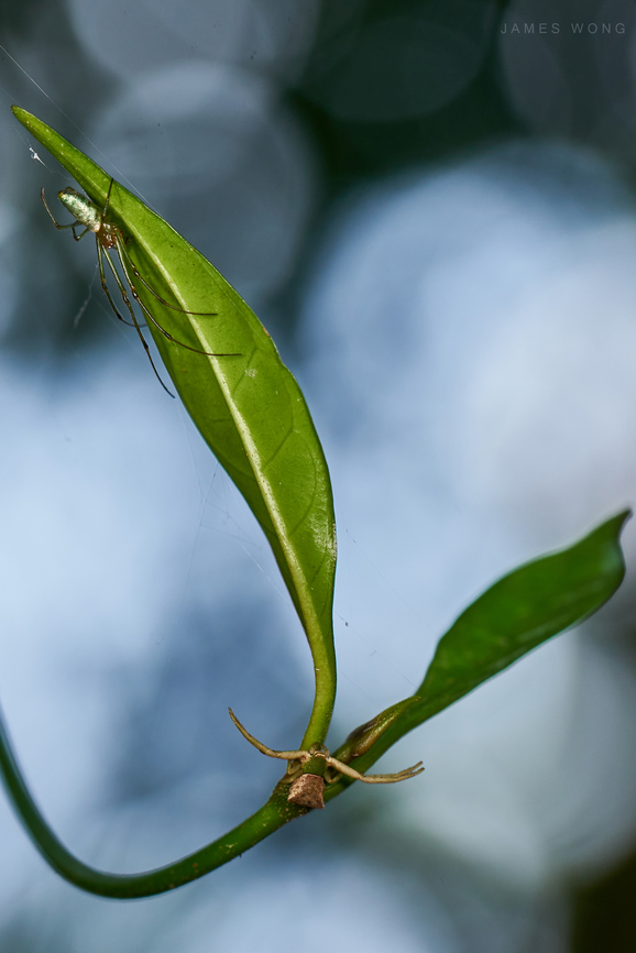 Who's the real Spiderman? Close proximity of two species, I suppose it&#039;s a crab spider versus a long jawed orb weaver, but can&#039;t ID them to species level. crab spider,long jawed orb weaver