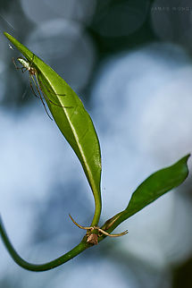 Who's the real Spiderman? Close proximity of two species, I suppose it's a crab spider versus a long jawed orb weaver, but can't ID them to species level. crab spider,long jawed orb weaver