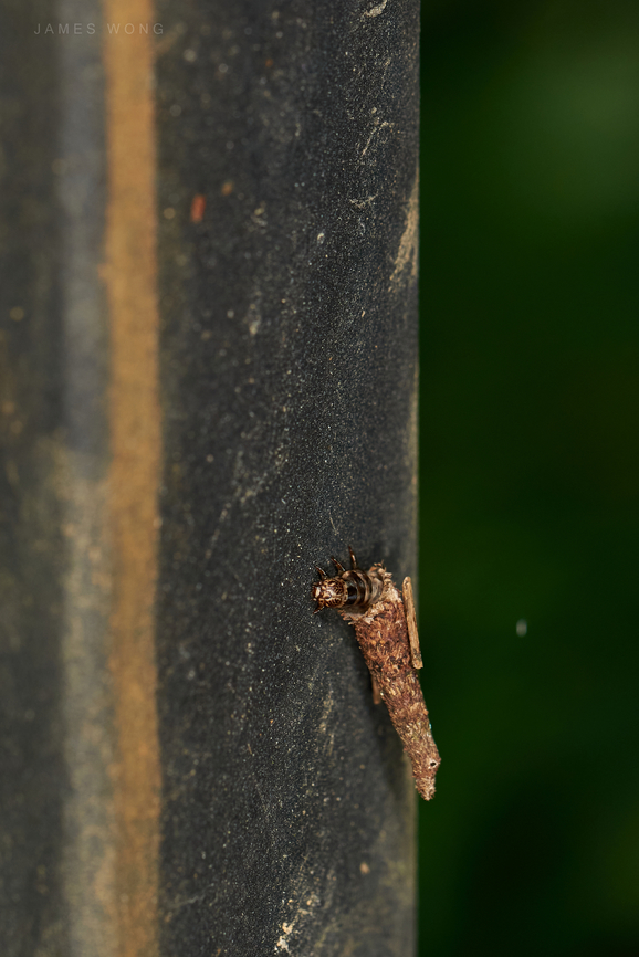 Bagworm It looks like an Evergreen bagworm to me but the location is continents and oceans away from America, so I left it opened. Bagworm,Geotagged,Malaysia