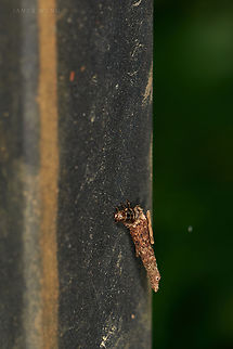Bagworm It looks like an Evergreen bagworm to me but the location is continents and oceans away from America, so I left it opened. Bagworm,Geotagged,Malaysia