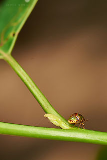 Very tiny Bean Plataspid Megacopta cribraria This is one is like 5mm in diameter. Geotagged,Kudzu Bug,Malaysia,Megacopta cribraria