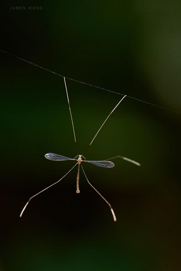 Walk the line Phantom Crane Fly I guess, Ptychopteridae, unable to ID to species level. Geotagged,Malaysia,Ptychopteridae