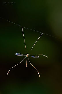 Walk the line Phantom Crane Fly I guess, Ptychopteridae, unable to ID to species level. Geotagged,Malaysia,Ptychopteridae